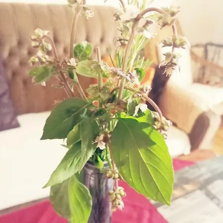 Lejlighed Sweet With Garden On Hill Above Dubrovnik Ivanica